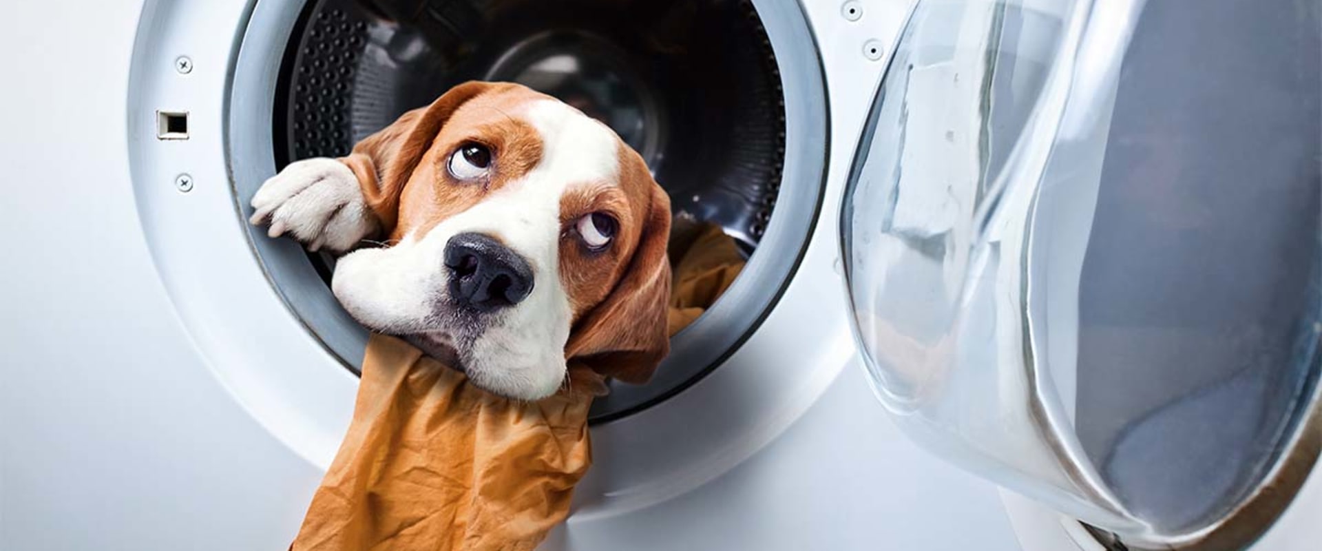 How to Get Rid of Dog and Cat Pet Dander in House With Dryer Vent Cleaning