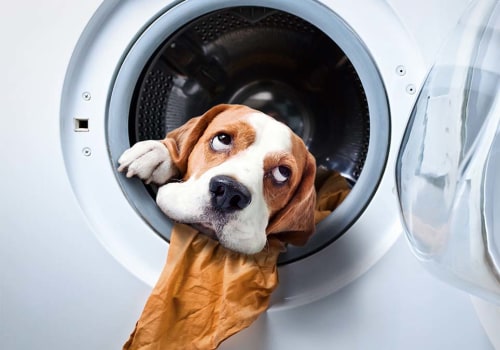 How to Get Rid of Dog and Cat Pet Dander in House With Dryer Vent Cleaning